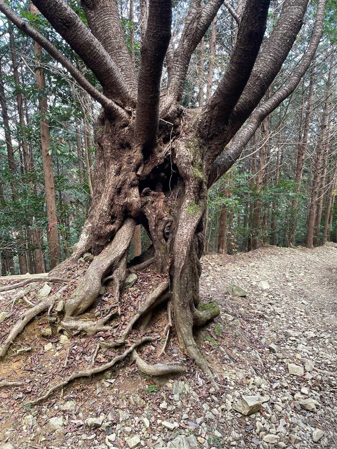 道の真ん中に有る大木　穴が空いて向こう川が見えます