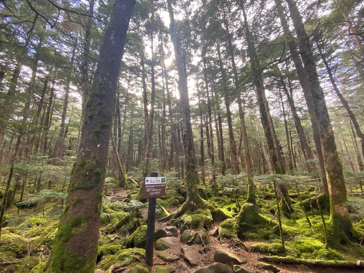 丸山の森🌳