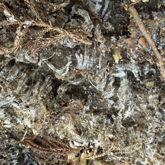 霜柱もジャリジャリ