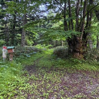 ゲートから15分くらい歩くと登山口