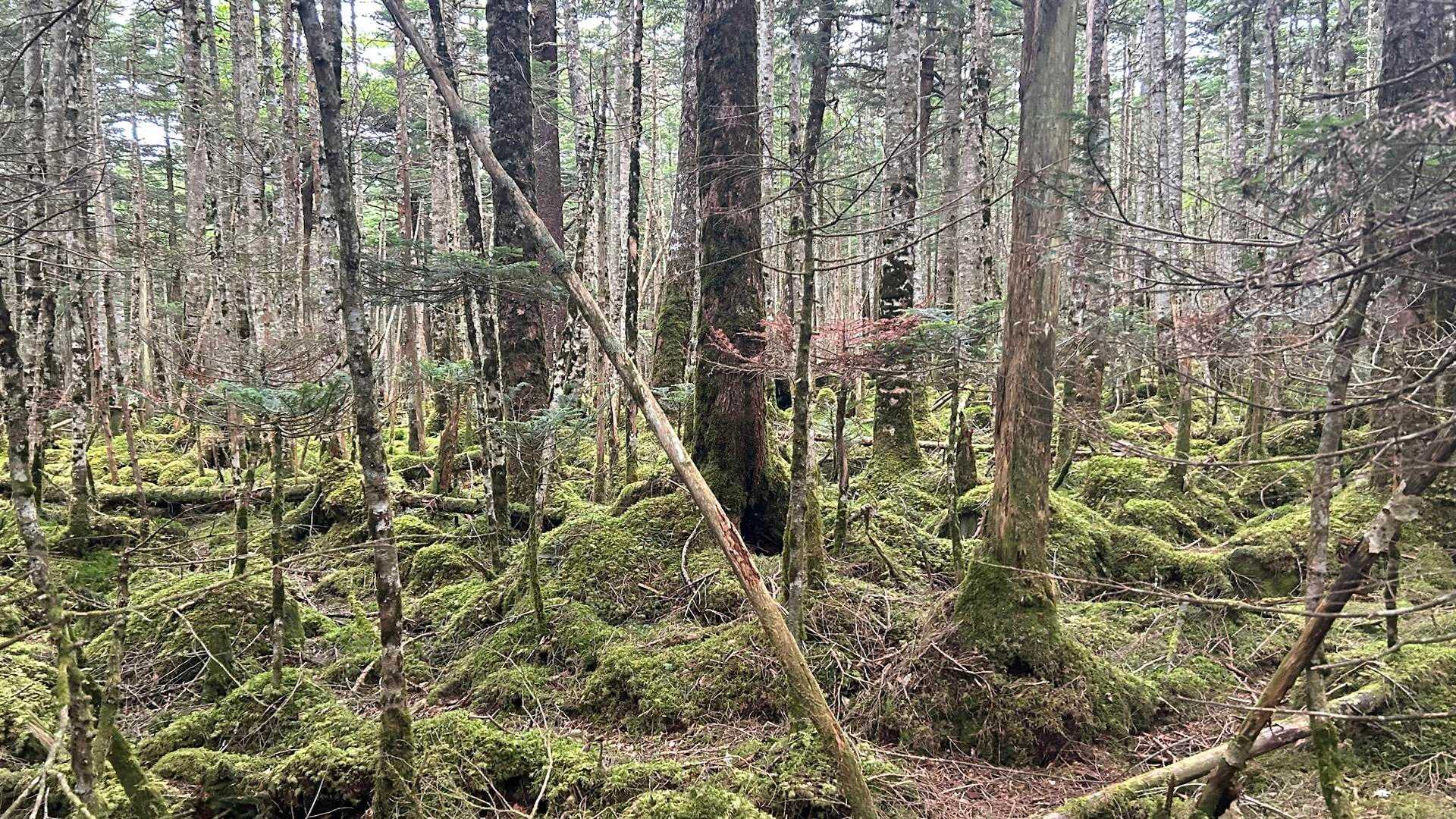 すぐにこんな感じ