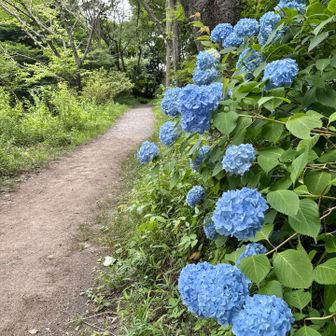 紫陽花の横を戻って🩵