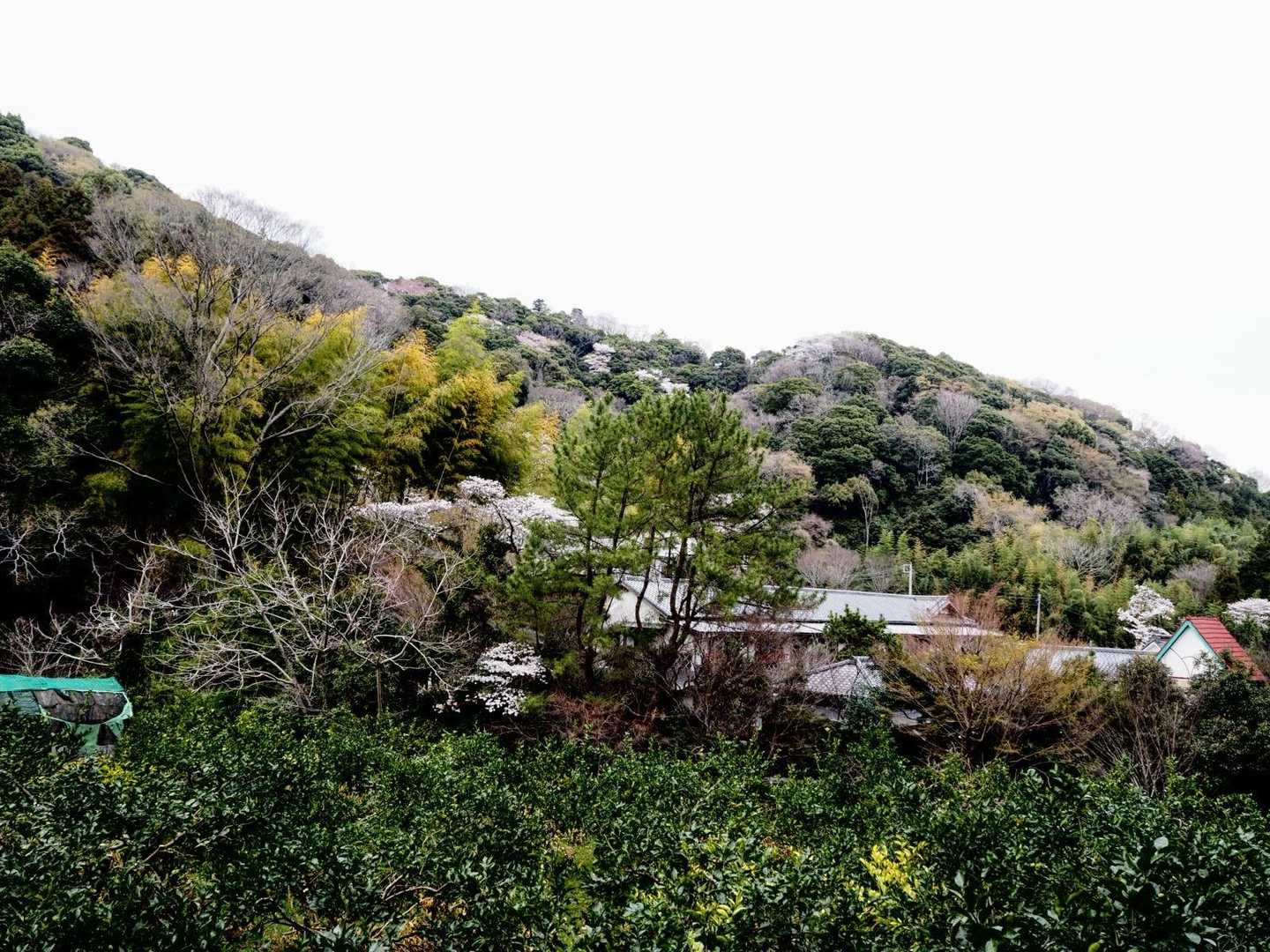 色々な山の花の木が咲いて、きれいな里山感。