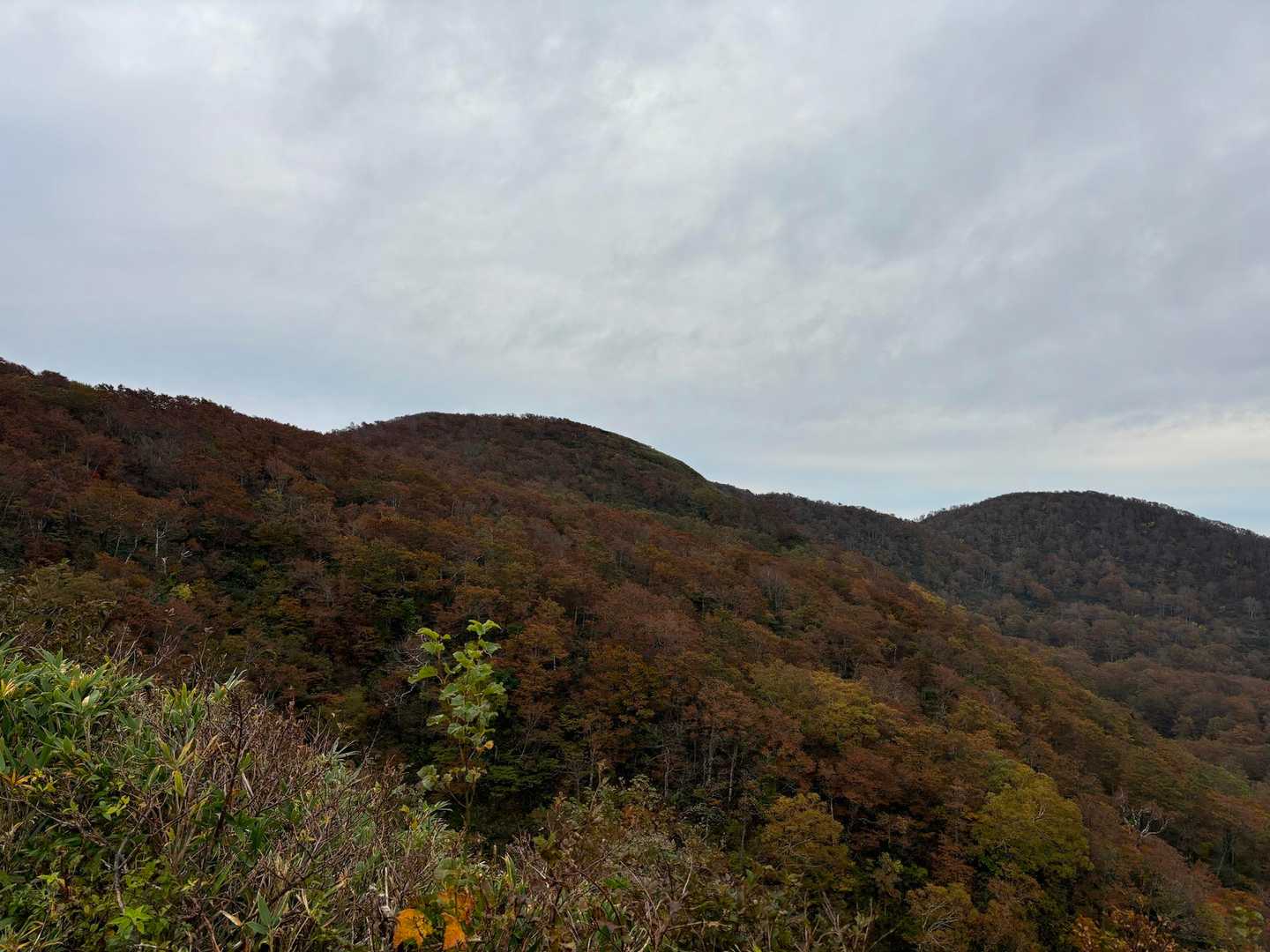 日差しがあるともうちょっと色鮮やかになるんだろうなぁ。🍂