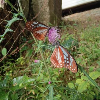 沢山のアサギマダラが　ふわふわと
アザミに群がる🦋🦋🦋
近くに寄っても　逃げない！
この軽やかな体で　海を渡ってるのが
スゴイ✨️
