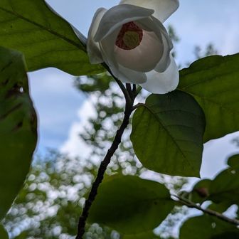 高い所に咲いて見上げます
オオヤマレンゲも見れて大満足です✌️
下山します🚶