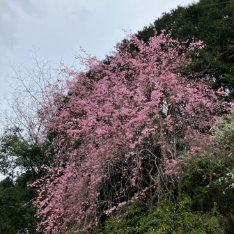 桜が咲いてました🌸今日はこれにておしまい