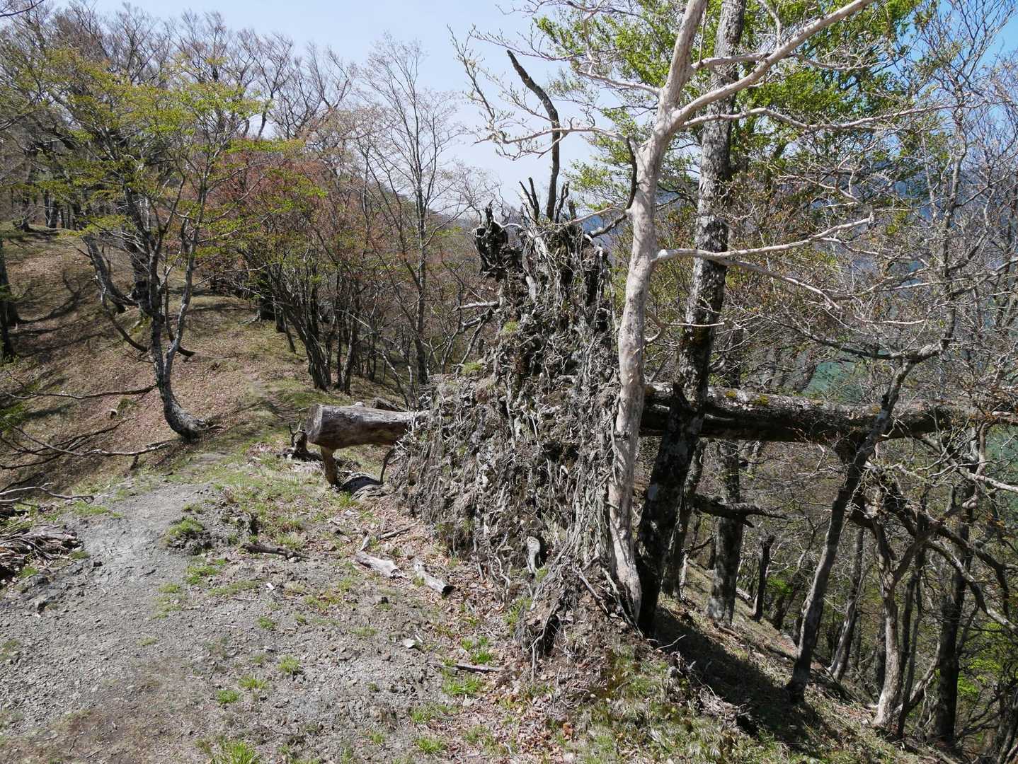 木の根っこハガレ道😂
