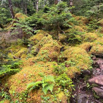 YAMAPでの苔ファンに人気の場所とありパチリ