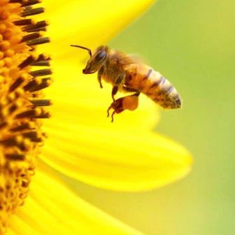 さとちゃん(iotan)