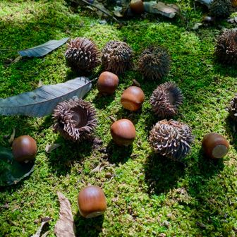 クヌギの仲間(アベマキ)のドングリ