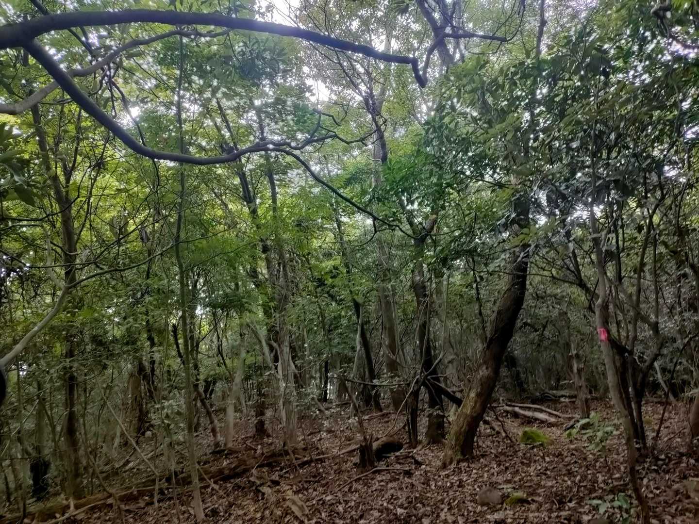 志高湖畔バス停-船原山-立石山 周回コースの写真