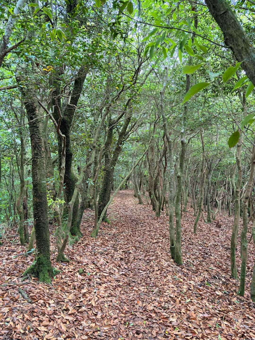 椎原峠-唐人の舞 往復コースの写真