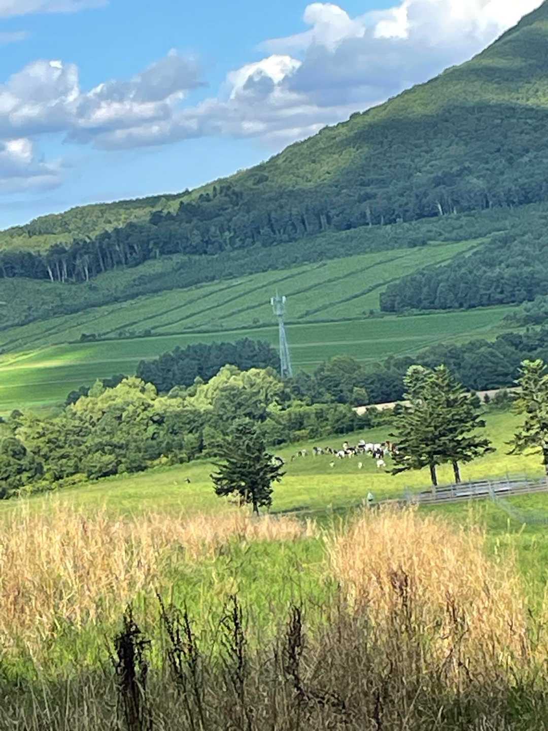 とーくに🐮牧場の横を通ります🚗