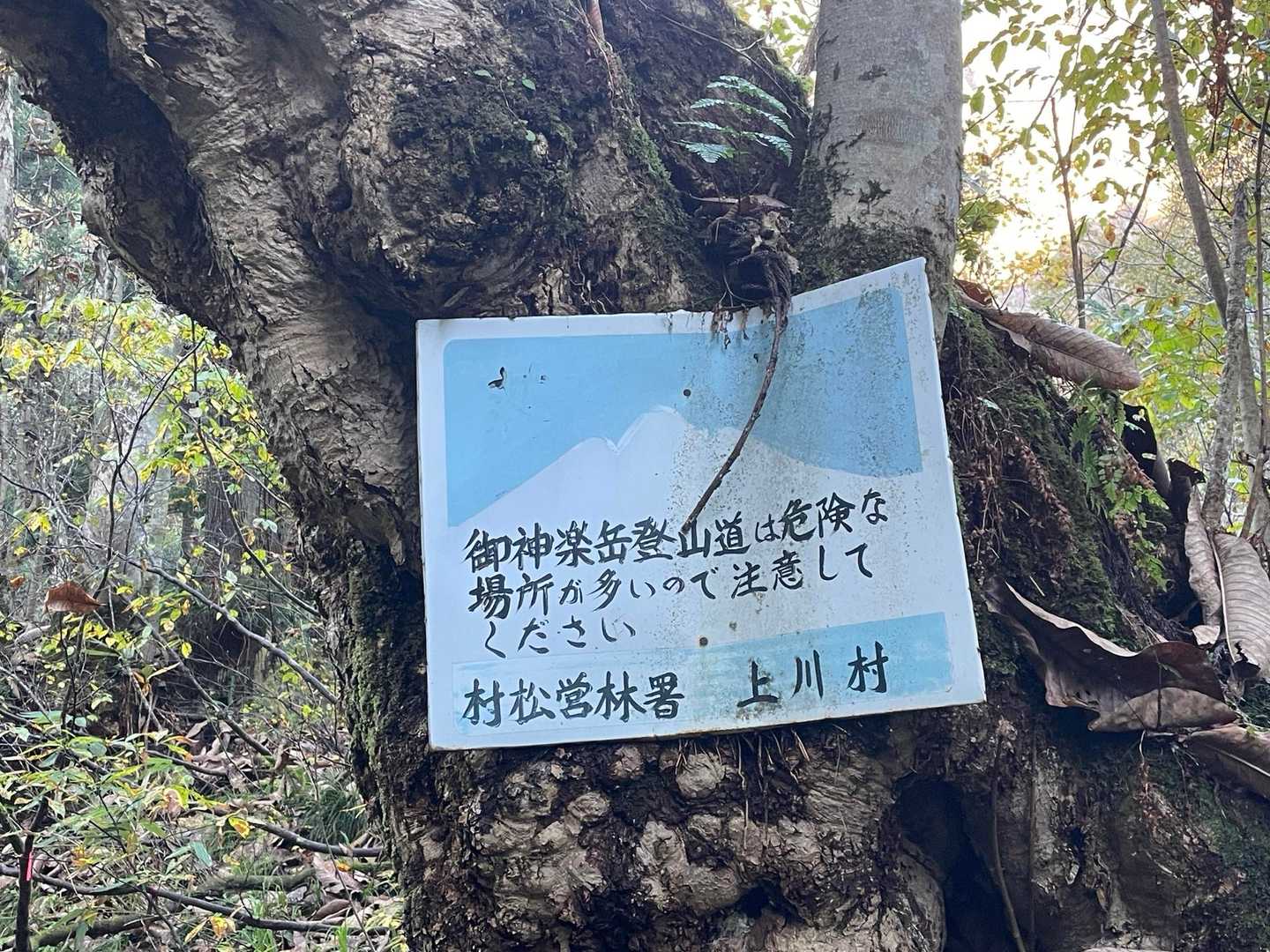 蝉ヶ平コース登山口-高頭-湯沢の頭-御神楽岳-室谷登山口 縦走コースの写真