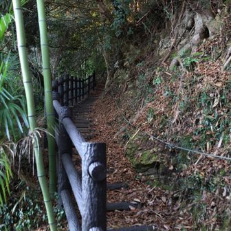 最後は九十九折りのこんな道を下ってくる。この写真の下にウミウの死骸があった