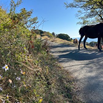 林道歩きで山頂へ
自然な馬の姿がすごく癒される🍀*゜
しかし、馬の後ろを通る時は近寄り過ぎないように！w