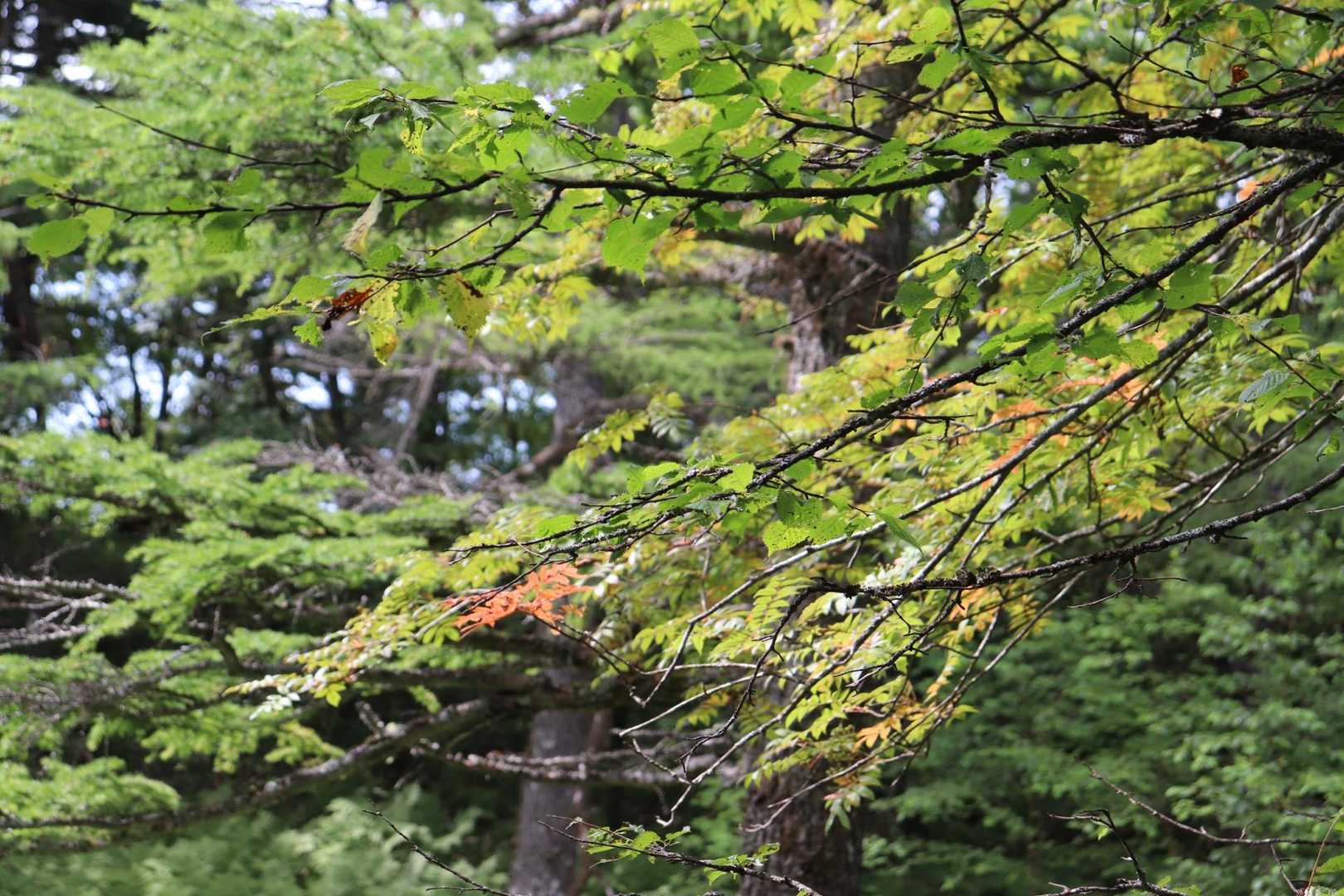篭ノ登山-池ノ平湿原入口-雷の丘-雲上の丘-見晴岳-三方ヶ 縦走コースの写真
