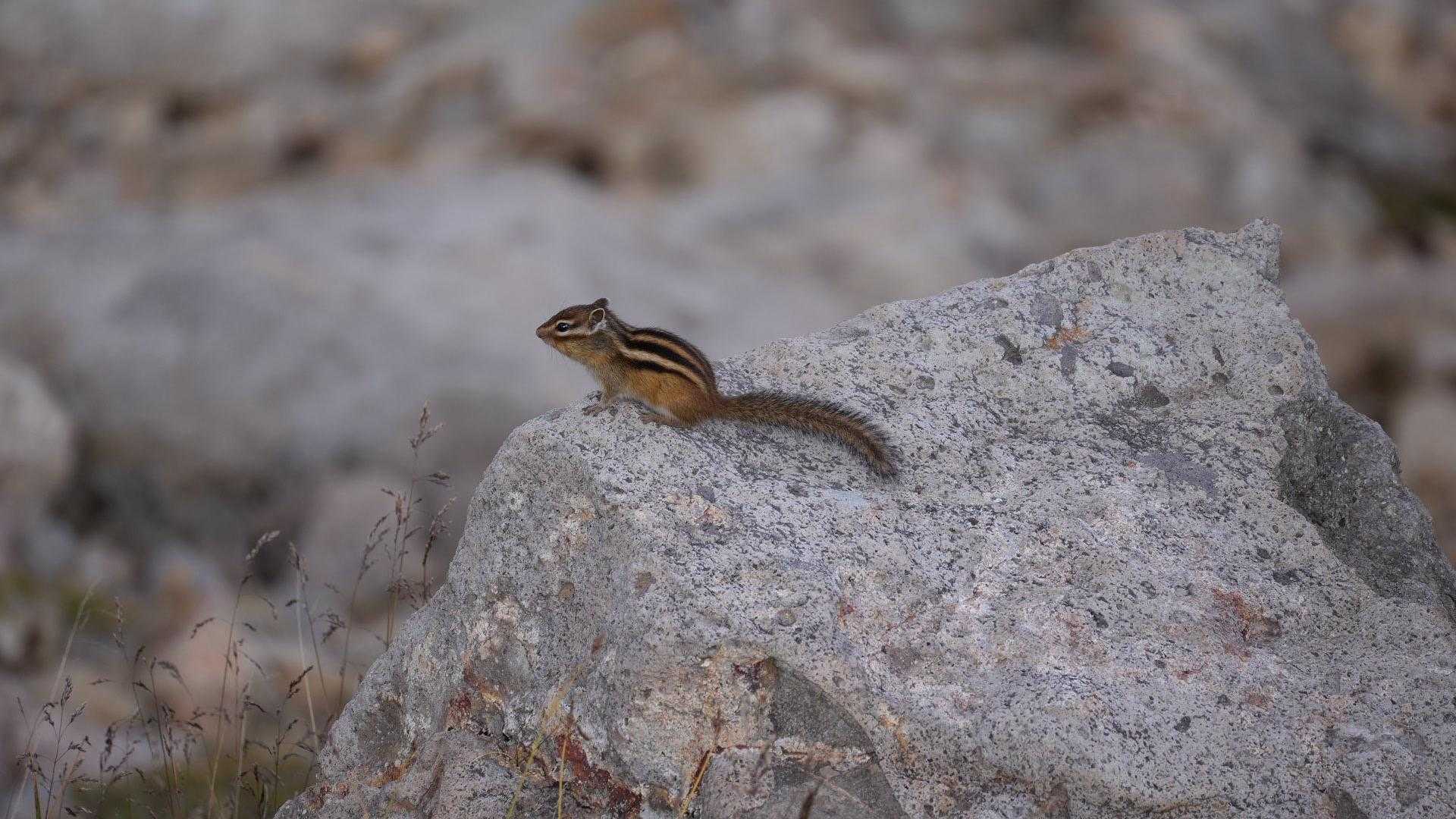 赤岳登山口-第一花園-赤岳 往復コースの写真