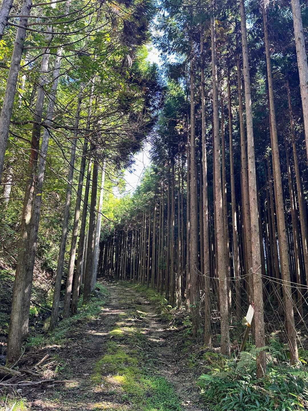 茶呑峠-鳴の堂 縦走コースの写真