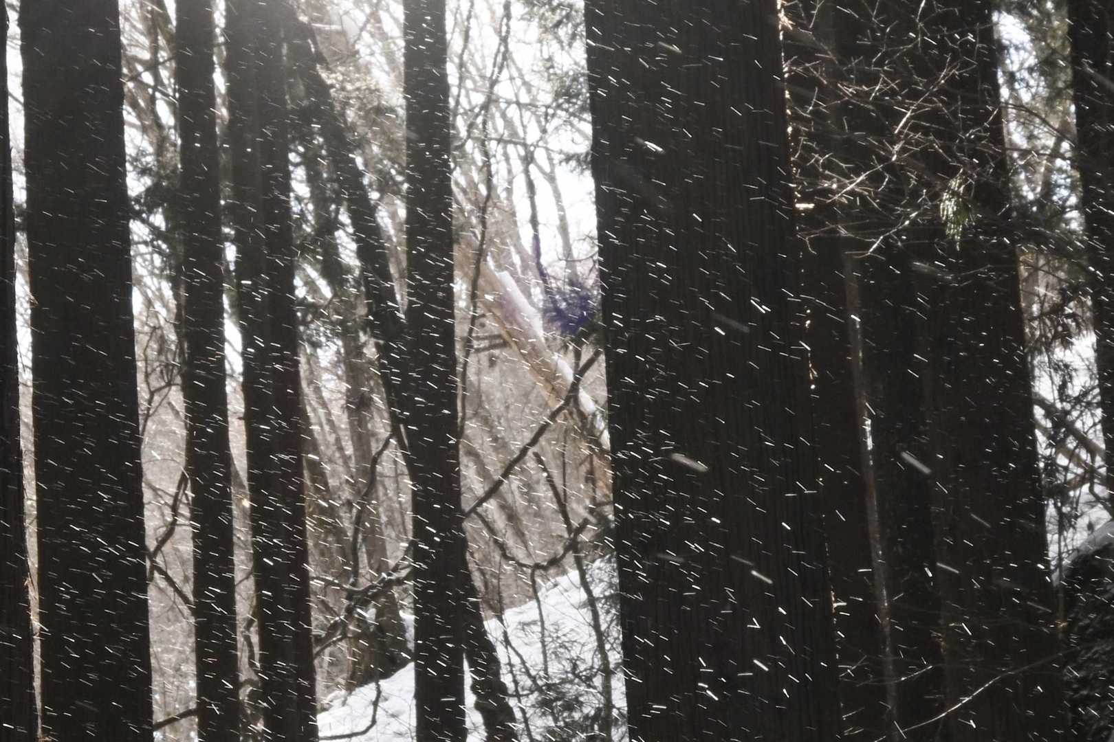 はらはらと粉雪が舞う。
