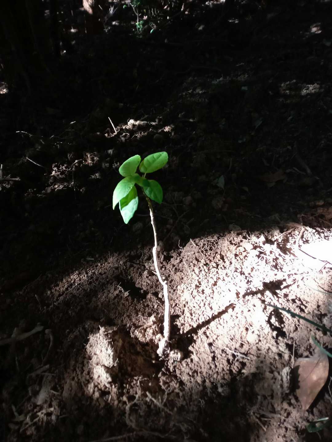 ☄️🌲💚☄️