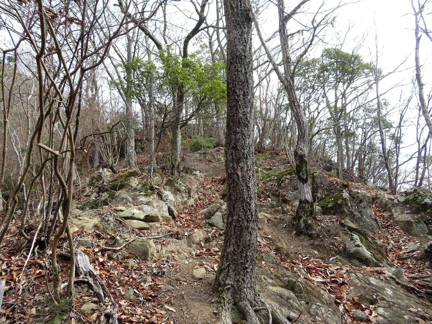 大分 登ってきました
城跡まで もう少し😁
