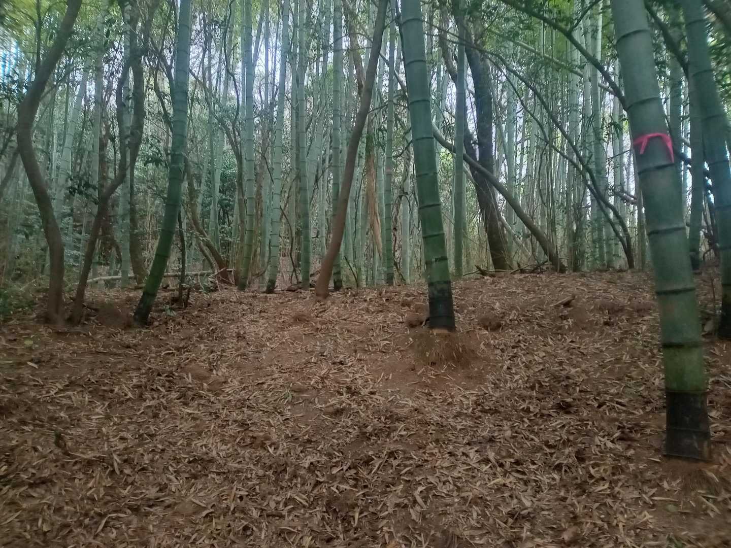 道なりに進みます