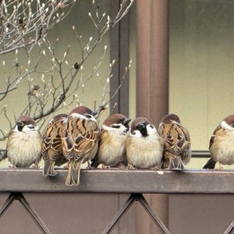 狭いところにギチギチおしくらまんじゅう😍仲良しなお餅たち