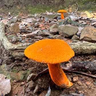 あざやかオレンジ🟠🍄