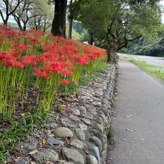 遊歩道の脇にずっと並んでいます