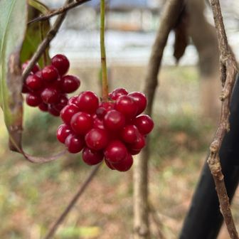 サネカズラ(ビナンカズラ)の実