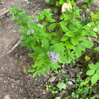 さぁ登ります