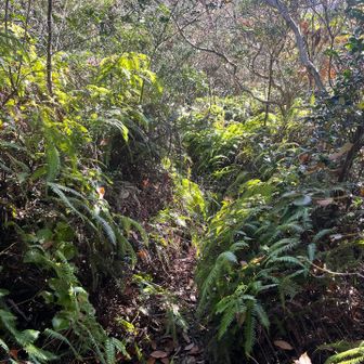 あら？薮やばない？