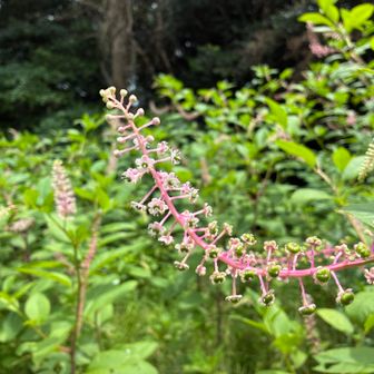 背の高さあるヨウシュヤマゴボウの群生を抜ける