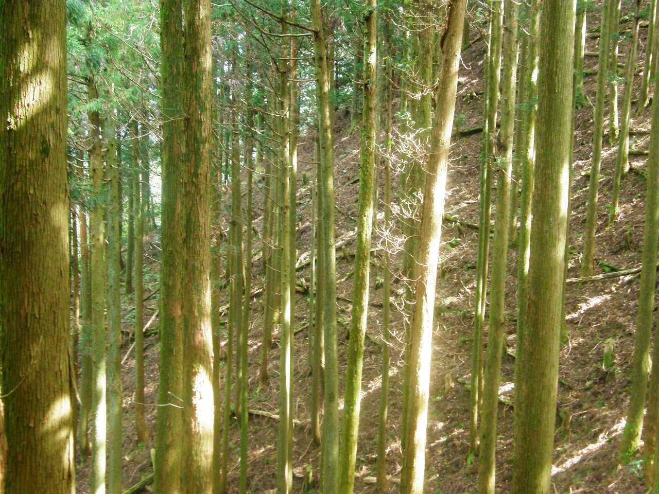 https://youtu.be/C_CDLBTJD4M

そういえば、コチラ、嘉麻市の山でロケされたという、大昔のNTTドコモのCMなんやが、憶えてる方いらっしゃいますか❔❔❗

めちゃくちゃ美しいので、全人類見てほしいですね😺😺😺👍