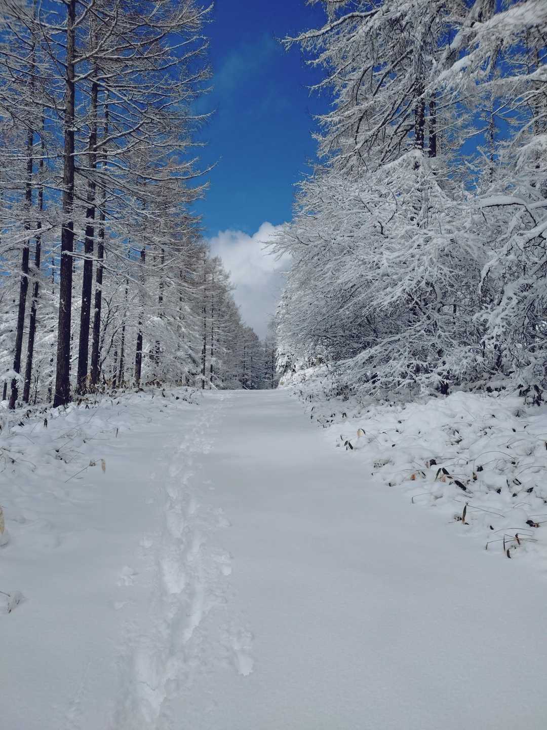 林道を帰ります🚶