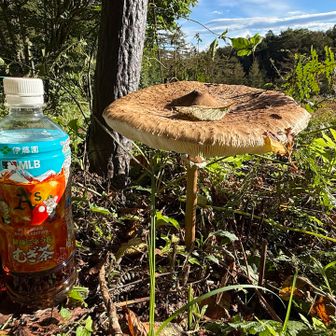 ハラタケ科のカラカサタケ（唐傘茸）という巨大キノコ🍄‍🟫

650mlのペットボトルボトル（高さ約22cm）と比較。
ほぼ同じ高さです😳

中央の凸起が特徴的。
傘の真ん中が「おわん」をひっくり返したように茶色く盛り上がってます🥣