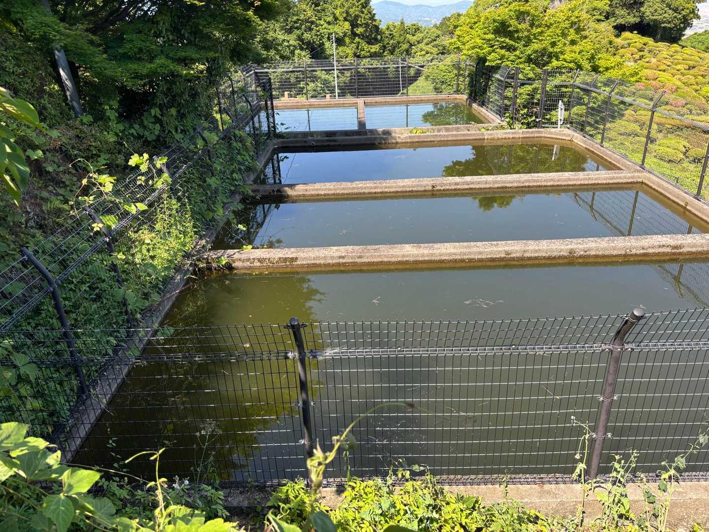 ウシガエルの鳴き声が聞こえるもどこにいるか不明
地の底から響くような声だからちょっとびっくりする
私のノドじゃ、あの鳴き声は出せない