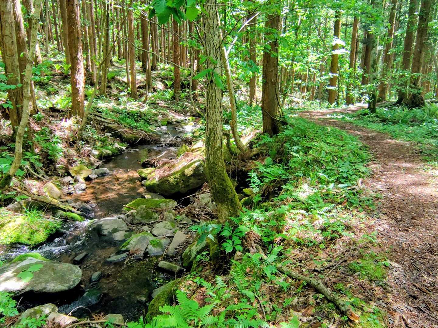 沢沿いを歩く🚶‍➡️