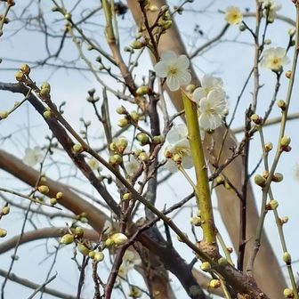 梅の花がちらほら🌸