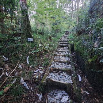 朴ノ木、朴葉味噌のホウかな🍃

説明版たくさんで、植物園にいるみたい🌿