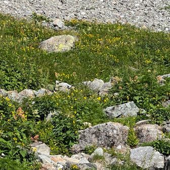 殺生分岐まではお花畑が広がる