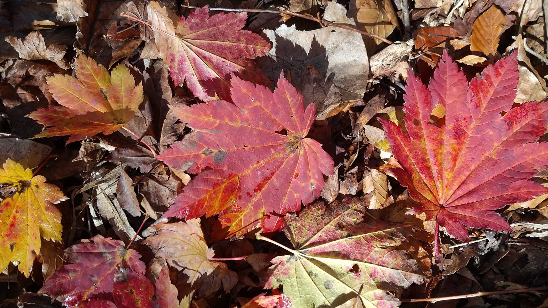 紅葉🍁