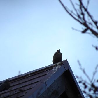 途中のログハウスの天辺にイソヒヨドリがいました。