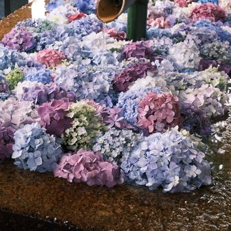 花手水が見たくて立ち寄った
