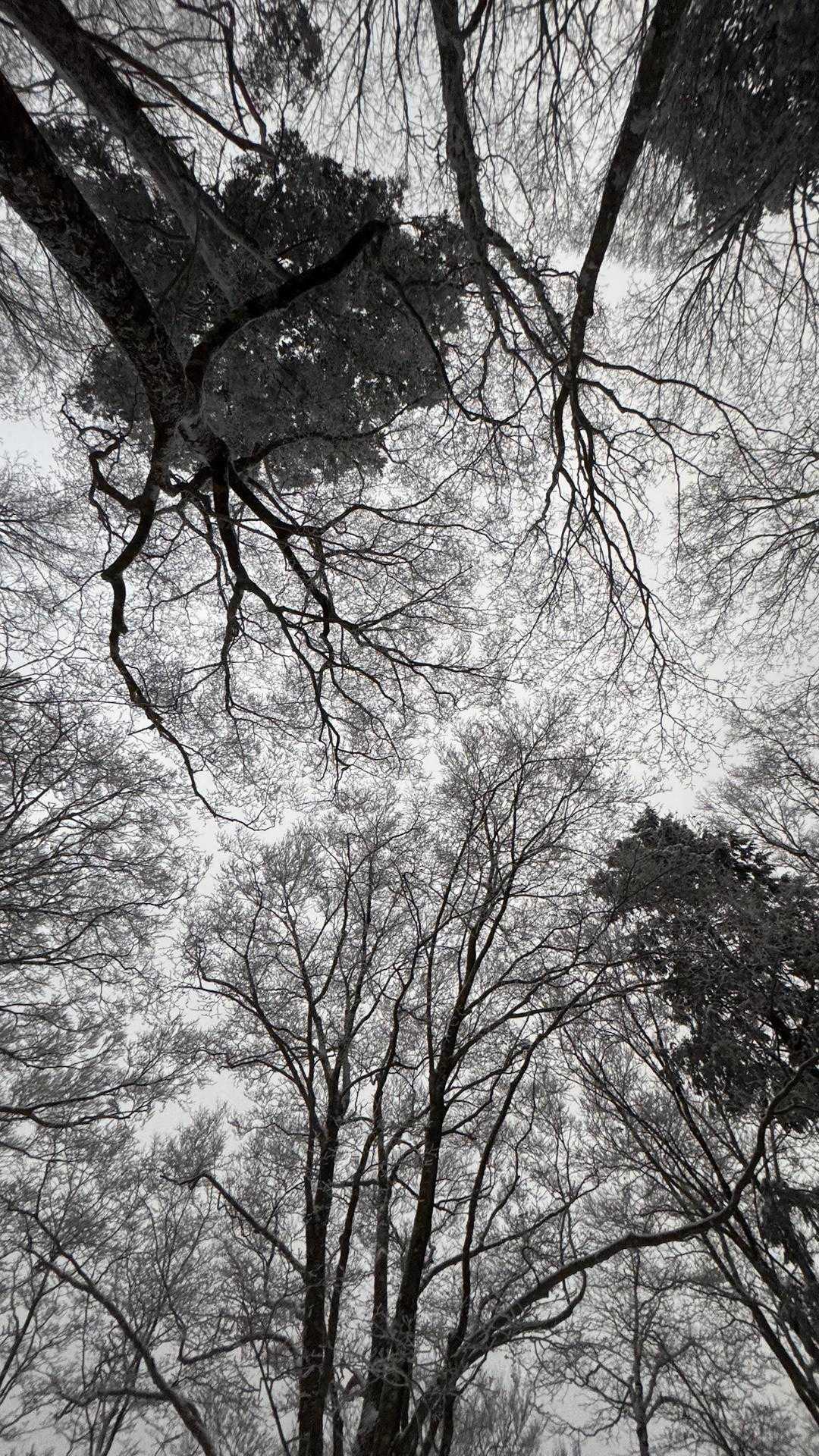 スッキリしない天気😶‍🌫️☁️
