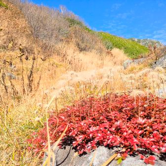 チングルマ紅葉最終