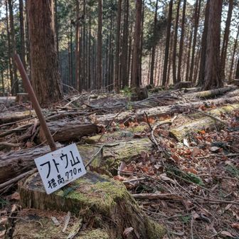 フトウ山を通過🚶
杉林の中、殆ど眺望もなし