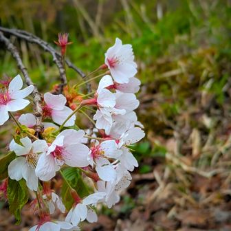 駐車場の桜🌸